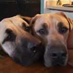 Profile Picture of Doug Dillon (@amishstp) on Instagram