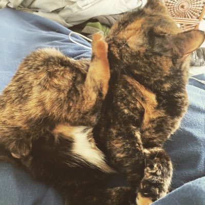 Joseph Vu - Twitter Profile Picture of Joseph Vu (@joevuu) on Twitter