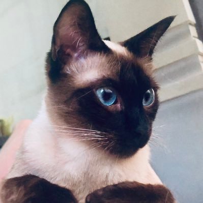 Profile Picture of 小胖子是龙猫啦 (@ChenLuo55789882) on Twitter