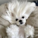 Profile Picture of 지영👻 💃🏻춤추는 나 (@jjyoungyb) on Instagram