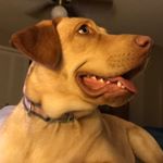 Profile Picture of Darrell Bradford (@mrsirrn) on Instagram