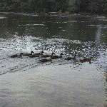 Profile Picture of Beverly Caroline Sands (@shepardsheep) on Instagram