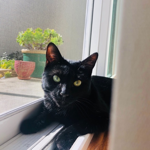 Profile Picture of Isabelle Castro (@isabellemcastro) on Poshmark