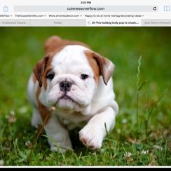 Profile Picture of Pamela Lawson (@pamelanelll) on Pinterest