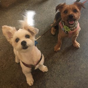 Profile Picture of Dixie (@dixieching) on Twitter