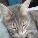 Profile Picture of violetlunacat (@violetduffy11) on Instagram