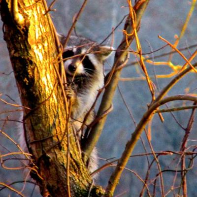 Profile Picture of Nathan Mcmahan (@nathan_mcmahan) on Twitter