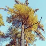 Profile Picture of phoebe hudson :) (@feebees_photography) on Instagram