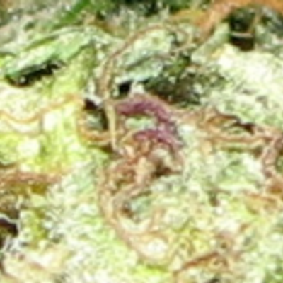 Profile Picture of Blake Gomez (@GRAFFITIxVANDAL) on Twitter