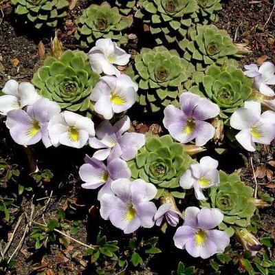 Profile Picture of Eric Hsu (@Erichsu9) on Twitter