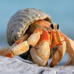 Profile Picture of Jeff Peake (@thegweeper) on Instagram