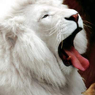 Profile Picture of kevin kneller (@kev8890) on Twitter