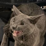 Profile Picture of Corey Boland (@coreyboland) on Instagram