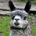 Profile Picture of Ujjwal Lama (@llama_blogs) on Instagram