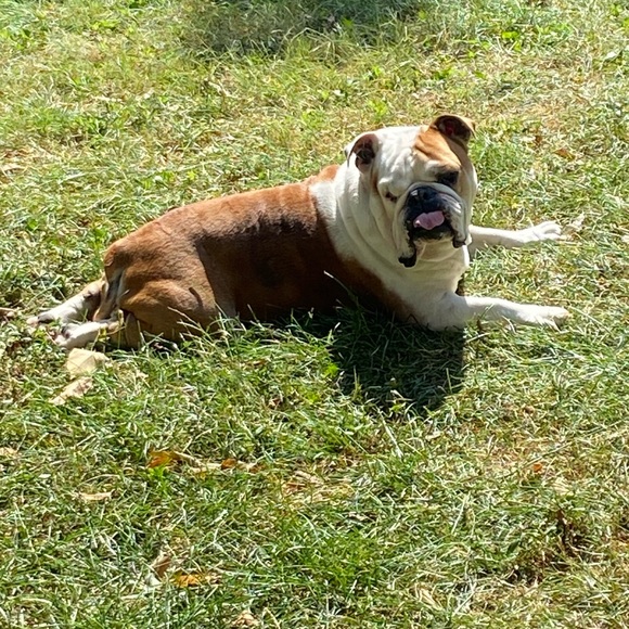 Profile Picture of Paul Scimone (@cheetabulldog) on Poshmark