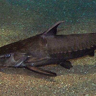 Profile Picture of Dylan Painter (@DPminecraft13) on Twitter