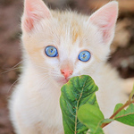 Profile Picture of Carlos Jos? M. Tavares (@Carlos Jos? M. Tavares) on Flickr