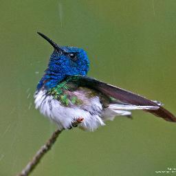 Profile Picture of Jeanine Wallace (@wallace_jeanine) on Twitter