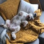 Profile Picture of Eric the Powder Puff Poodle (@ericpowderpuff) on Instagram