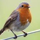 Robin Bolduc - Twitter Profile Picture of Robin Bolduc (@Swissy73) on Twitter