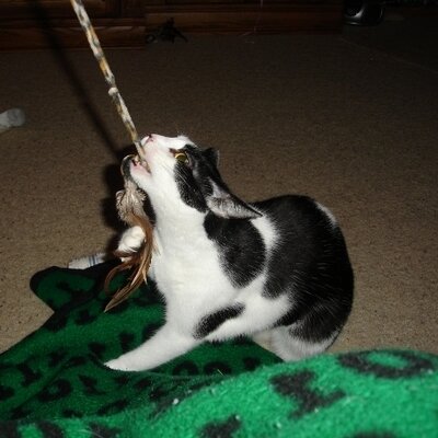 Profile Picture of Chris Frederick (@cdf123x) on Twitter