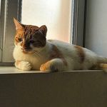 Profile Picture of Ahoj volám sa Cheryl. (@cheryl.the_cat) on Instagram