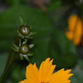 Profile Picture of Amanda Allison (@aallison2011) on Pinterest