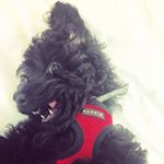 Dave Blackwell - Instagram Profile Picture of Dave Blackwell (@davetheinstapooch) on Instagram