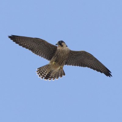 Profile Picture of Bath Peregrines (@BathPeregrines) on Twitter