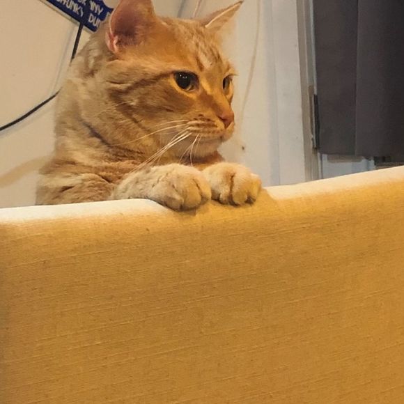 Profile Picture of Scherrie Dys-buczko (@scherried) on Poshmark