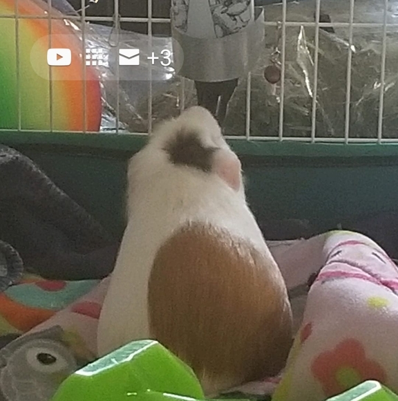 Profile Picture of Christine Durko (@christinedurko) on Poshmark