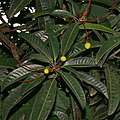 Mangifera foetida - Wikipedia Profile Picture of Mangifera foetidaon Wikipedia
