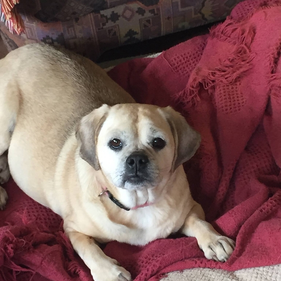 Profile Picture of Stacey Raymond (@vtimber1) on Poshmark