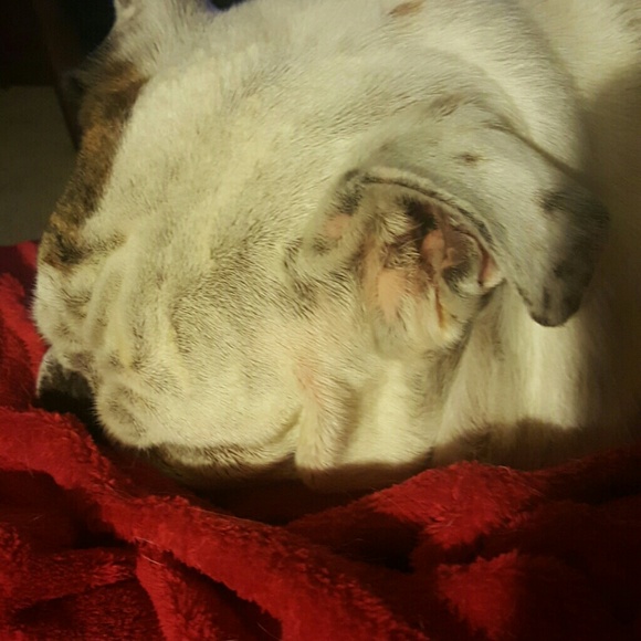 Profile Picture of Karen Molohon (@motohon) on Poshmark