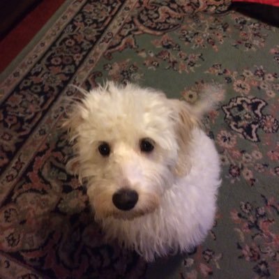 Profile Picture of Joseph Parnell (@JosephParnell7) on Twitter