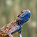 Profile Picture of David Berliner (@DavidBerliner) on Flickr