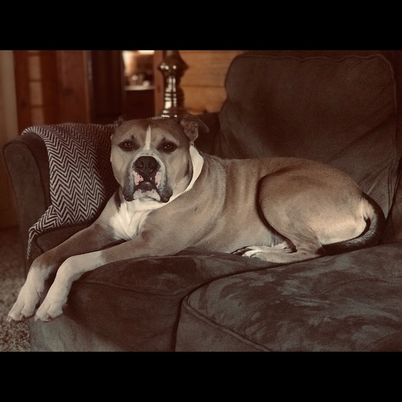 Profile Picture of Letti Heggenstaller (@p491rdh) on Poshmark