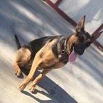 Profile Picture of Lucy Figueroa (@lucy_thegerman_shepherd) on Instagram