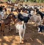 Profile Picture of Bukulu Joshua (@Bukulu-Joshua) on Facebook