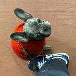 Profile Picture of Josh Gordon (@flash) on Instagram
