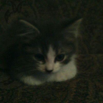 Profile Picture of Brianna Hebert (@b604b6896a194b8) on Twitter
