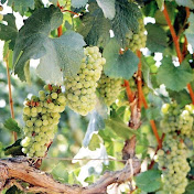 RomingerWest - Youtube Profile Picture of RomingerWest (@RomingerWest) on Youtube