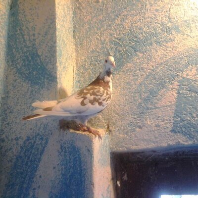 Profile Picture of Nedescu Rafaela (@Ella0329) on Twitter