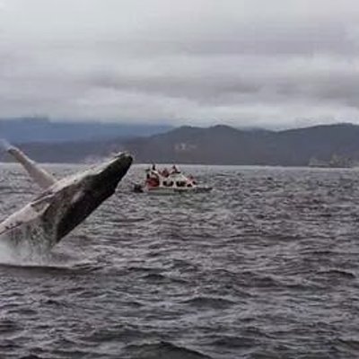 Profile Picture of Jose Vicuna Ramos (@josevicuna1962) on Twitter