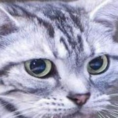 Profile Picture of Andrey Smith (@AdamSmi47786871) on Twitter