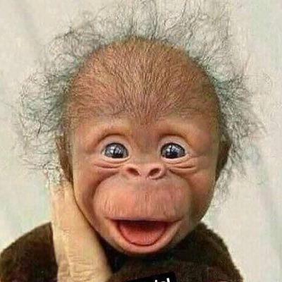 Profile Picture of Al Trujillo (@AlTrujillo33) on Twitter