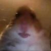 Profile Picture of Wesley Allen (@hamster_cult089) on Tiktok