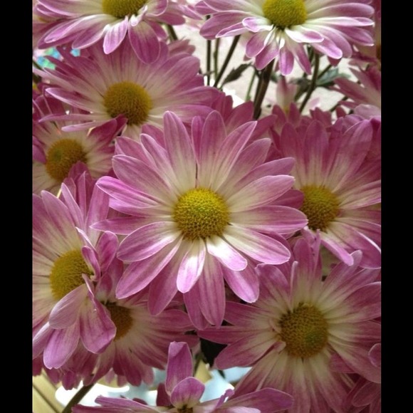 Profile Picture of Christine Mcleese (@ladyredtee) on Poshmark