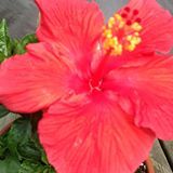 Profile Picture of Alicia Tobin (@leeleetobin) on Pinterest