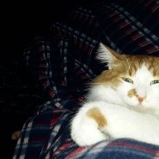 Profile Picture of Antonella J. Abela (@antonella_abela) on Twitter